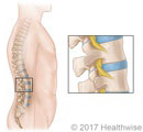 The spinal column