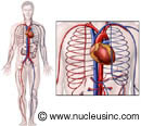 The cardiovascular system