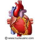 The heart