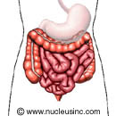 The lower digestive system