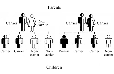 Diagram of recessive gene transmission from parents to child