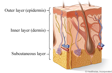 Cross section of the skin
