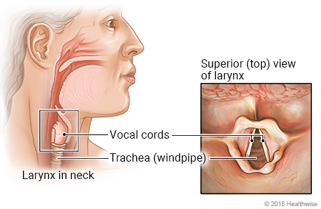 Location of larynx (voice box) in neck, with top-view detail of voice box, vocal cords, and windpipe