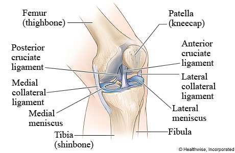 Bones and ligaments of the knee