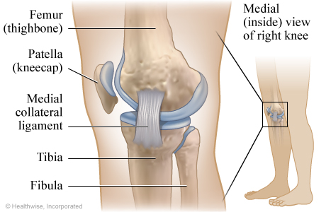 Picture of the medial collateral ligament of the right knee