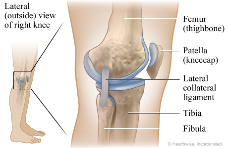 Picture of the ligaments of the knee: Lateral (outside) view