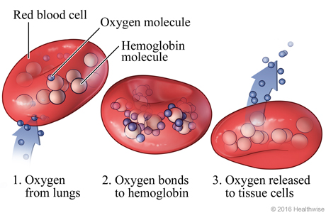 How oxygen is carried to cells in the body