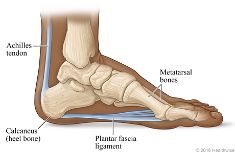 Skeletal view of the foot, showing the plantar fascia