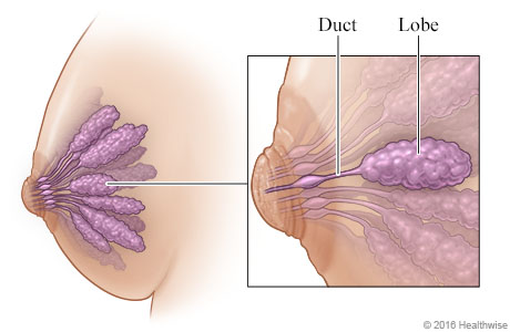 Breast with close-up of lobes and ducts