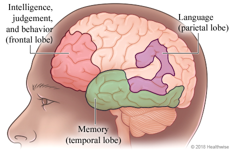Areas in the brain affected by Alzheimer's and other dementias