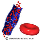 Red blood cells