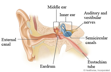 Picture of middle and inner ear