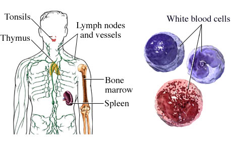Picture of the components of the immune system