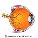 Anatomy of the eye