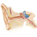Anatomy of the ear