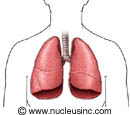 The lungs and where they are in the body
