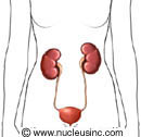 The urinary system and its location in the body